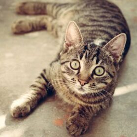cat-animal-cute-pet-39500