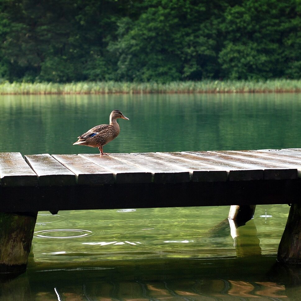 duck-the-wild-duck-lake-bridge-162130